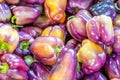 Multi-colored purple sweet bell peppers, showing pigments of red and yellow. Unique variety of bell peppers sold at a farmer`s mar