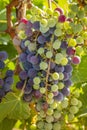 Wine grapes in veraison stage on vine