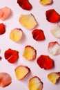 Multi-colored red, yellow, delicate rose petals on a pink pastel background. Flat lay, pattern, top view, verical