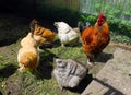 Multi-colored rooster and chicken on a farm