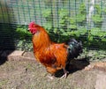 Multi-colored rooster on a farm