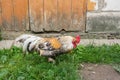 Multi-colored rooster looking for food in the grass near an old barn