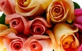 Multi-colored Roses