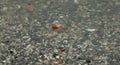 the bottom is covered with shells that are washed ashore - Stepnica, Poland Royalty Free Stock Photo