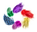 Multi-colored small feathers on a white background