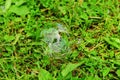 Soap bubble lies on the green grass Royalty Free Stock Photo