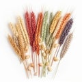 Multi-colored spikelets of wheat on a white background close-up, beautiful plant background,