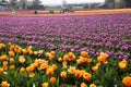 Multi-colored spring tulips blooming in a vast field Royalty Free Stock Photo