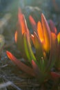 Multi-colored succulent Carpobrotus chilensis leaves in sunset rays