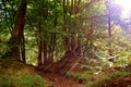 Colored sunbeams forest