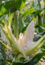 Multi-colored sweet corn Royalty Free Stock Photo