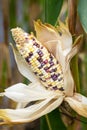 Multi-colored sweet corn on stalk is ready to harvest Royalty Free Stock Photo