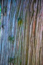 Multi-colored texture piece of tree bark