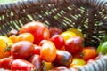 Multi-colored tomatoes in a basket Royalty Free Stock Photo