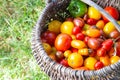 Multi-colored tomatoes in a basket on a green background Royalty Free Stock Photo