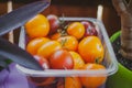 Multi-colored tomatoes homemade tomatoes in a plastic container sprit