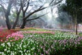 Multi-colored tulip field, Colorful Tulip Field.