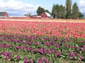Multi colored tulips and Barn Royalty Free Stock Photo