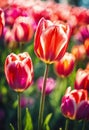 multi-colored tulips bloom in the park. Selective focus. Royalty Free Stock Photo