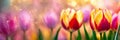 multi-colored tulips bloom in the park. Selective focus. Royalty Free Stock Photo