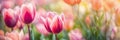 multi-colored tulips bloom in the park. Selective focus. Royalty Free Stock Photo