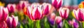 multi-colored tulips bloom in the park. Selective focus. Royalty Free Stock Photo