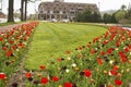 Multi-colored tulips in bloom. Royalty Free Stock Photo