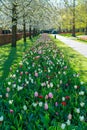 Multi Colored Tulips Flowers on a Sunny Day in the Park, Nature Landscape Background, Colorful Fresh Spring Natural Light Royalty Free Stock Photo