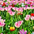 Multi-colored tulips in a park