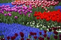 Multi colored tulips, spring Royalty Free Stock Photo