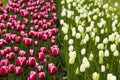 Multi colored tulips, spring Royalty Free Stock Photo