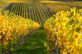 Multi colored vineyards near Bernkastel-Kues on river Moselle in autumn