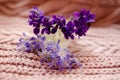 Multi-colored violets in a glass vase on a pink background