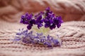 Multi-colored violets in a glass vase on a pink background