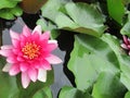 Dark pink water lily flower with water drops on thin petals in a pond on a summer day Royalty Free Stock Photo