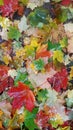 Multi-colored wet maple leaves on the asphalt, selective focus