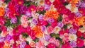 Multi Colors Pink Purple Red Yellow Flowers Background