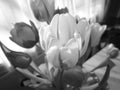 Multi colors of tulip in vase in black and white