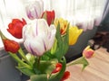 Multi colors of tulip in vase Royalty Free Stock Photo
