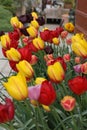 Multi-colour Tulips on display