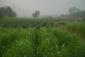 Multi-coloured aster flower garden of khirai, West bengal, India in full bloom. Huge cultivation of flowers to be exported in Royalty Free Stock Photo