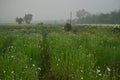 Multi-coloured aster flower garden of khirai, West bengal, India in full bloom. Huge cultivation of flowers to be exported in Royalty Free Stock Photo