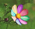 Multi coloured colours petals flowers flower plant rainbow leaves leaf nature flora fauna