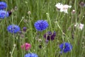 Multi coloured cornflowers growing in a field