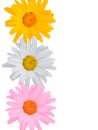 Multi-coloured flowers