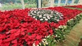 Multi coloured flowers in Flower Show on occasion of Dusshera Celebrations in Mysore Royalty Free Stock Photo