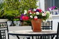 Multi coloured garden flowers in pot outdoors Royalty Free Stock Photo