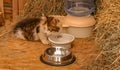 Multi coloured kitten sitting at water bowl beside bale of hay. Royalty Free Stock Photo