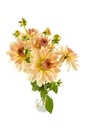 Multi coloured, light pink and yellow dahlia blooming flowers isolated on white background Royalty Free Stock Photo