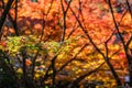 Multi-coloured maple leaves in Japan during Autumn Koyo season